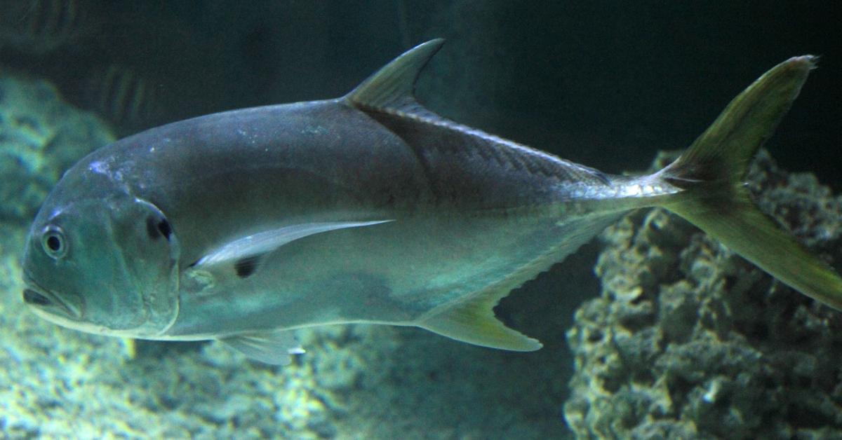 The majestic Jack Crevalle, also called Ikan Jack Crevalle in Indonesia, in its glory.