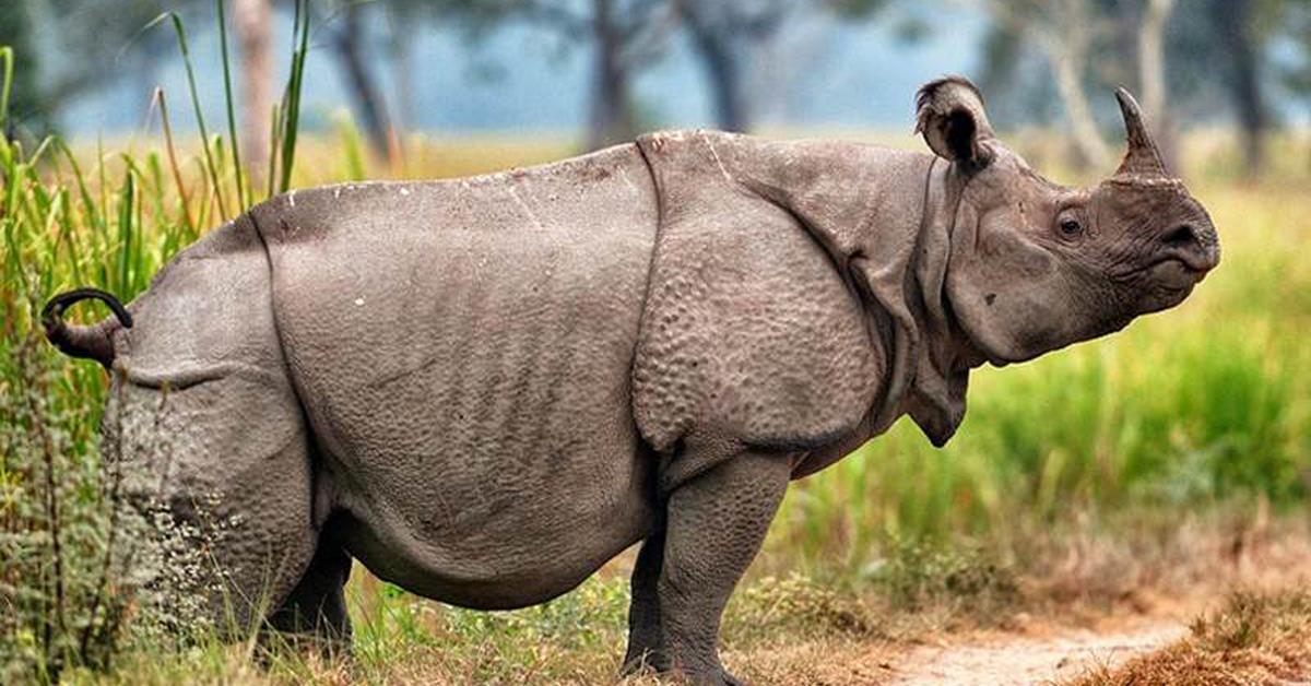 Captivating view of the Javan Rhinoceros, known in Bahasa Indonesia as Badak Jawa.