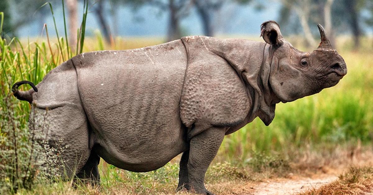 Close encounter with the Javan Rhinoceros, scientifically called Rhinoceros Sondaicus.