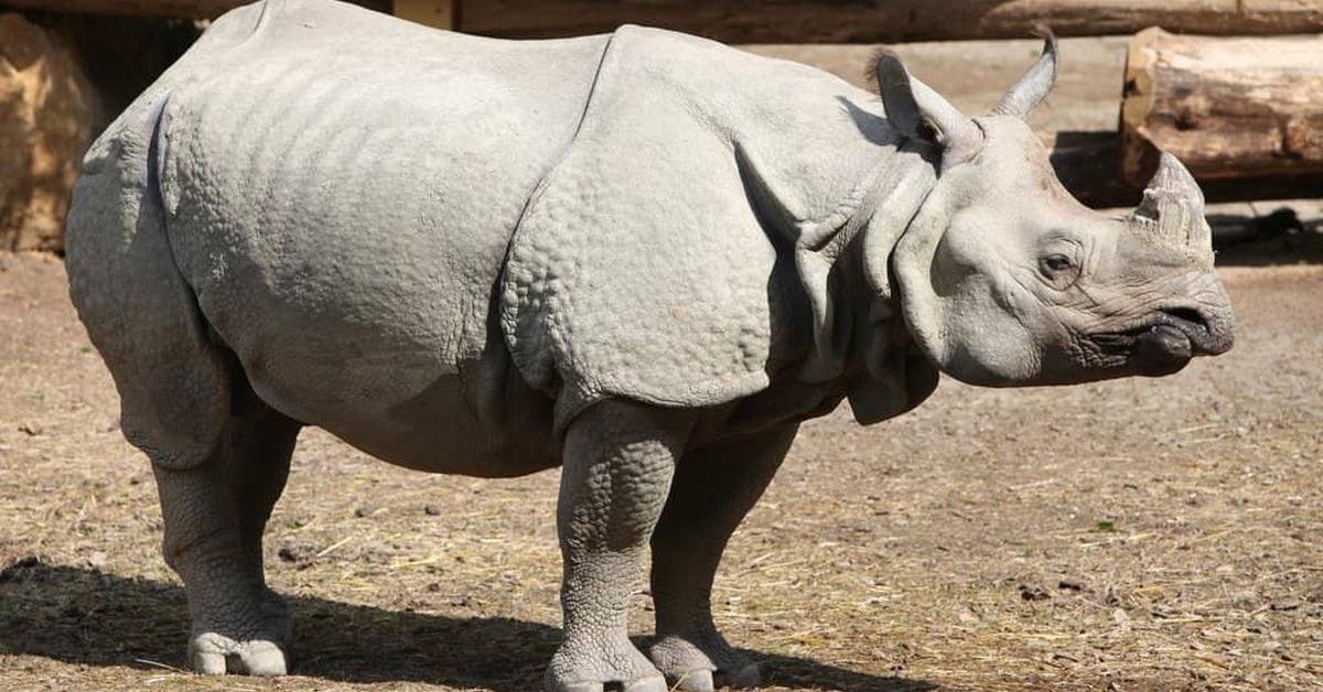 Distinctive Javan Rhinoceros, in Indonesia known as Badak Jawa, captured in this image.