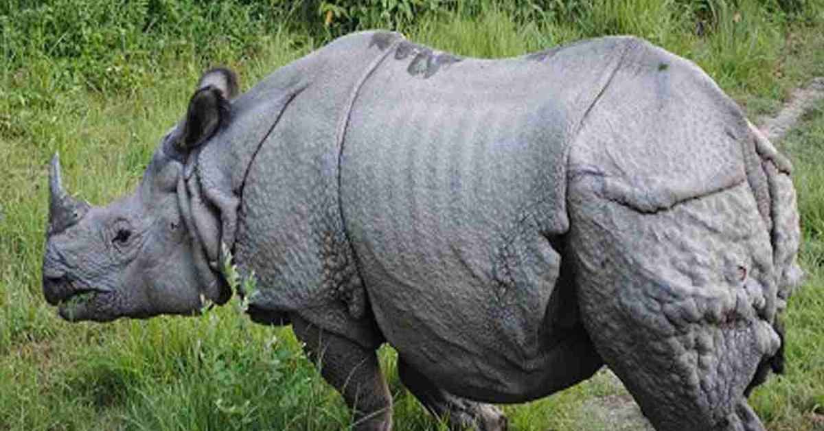 Splendid image of the Javan Rhinoceros, with the scientific name Rhinoceros Sondaicus.