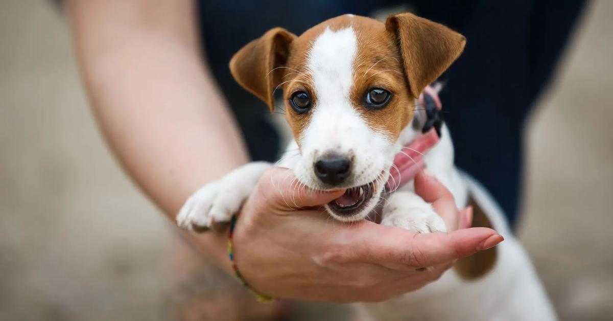 Close-up view of the Jack Russells, known as Anjing Jack Russells in Indonesian.