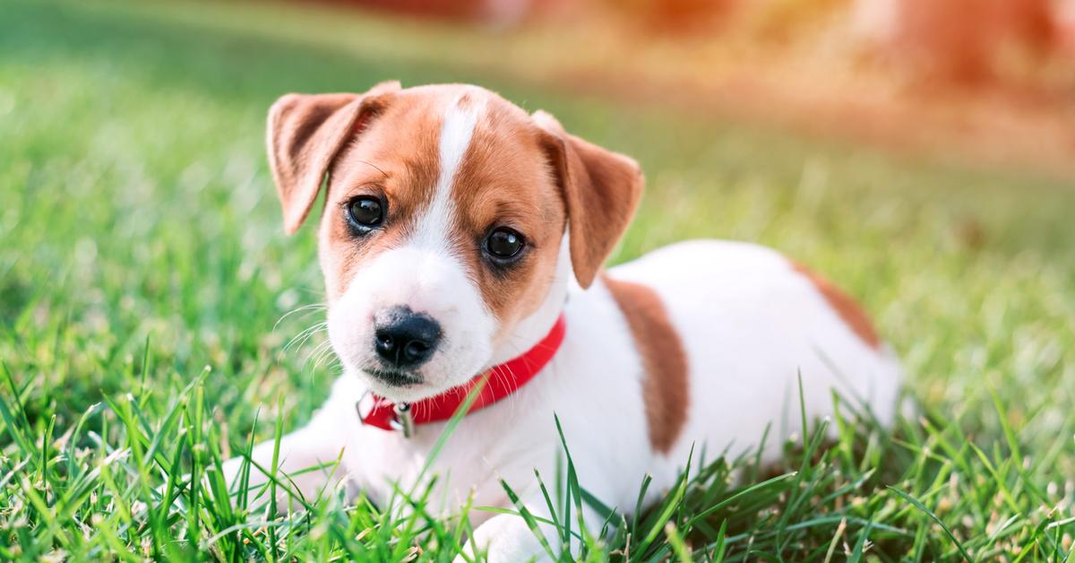 Distinctive Jack Russells, in Indonesia known as Anjing Jack Russells, captured in this image.