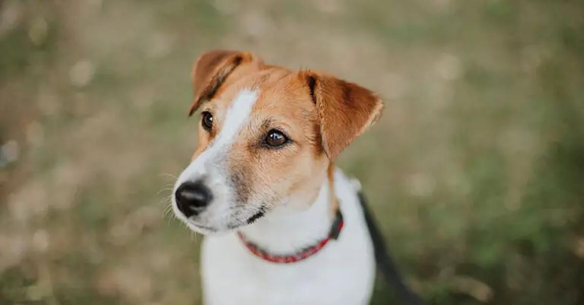 The majestic Jack Russells, also called Anjing Jack Russells in Indonesia, in its glory.