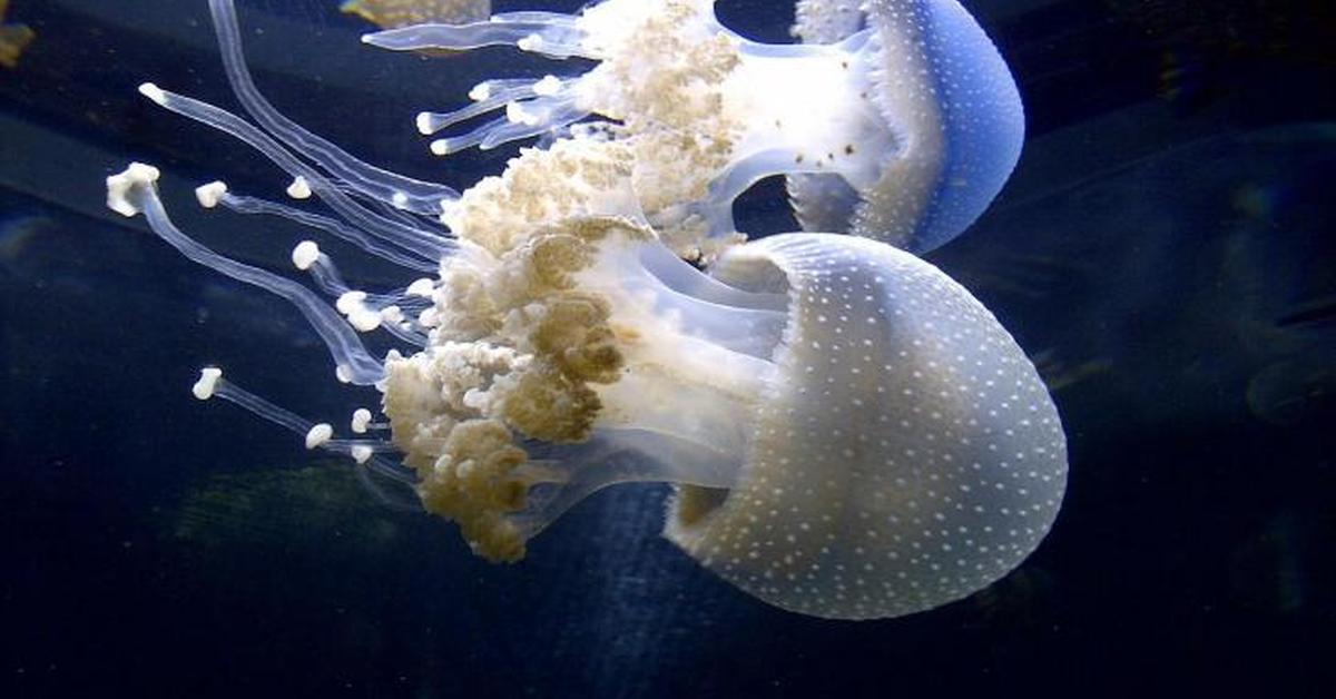 Graceful Jellyfish, a creature with the scientific name Castoridae.