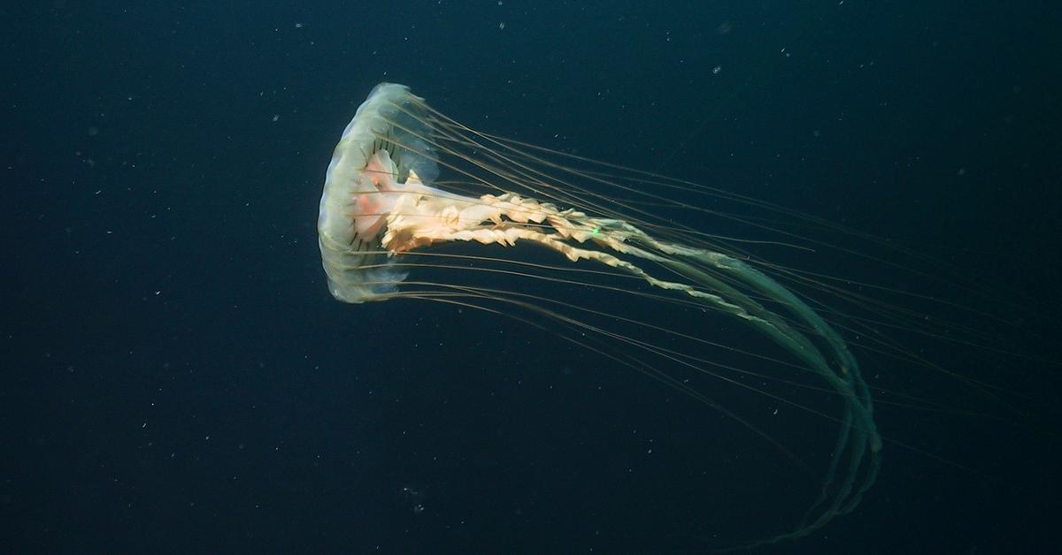 Iconic view of the Jellyfish, or Castoridae, in its habitat.