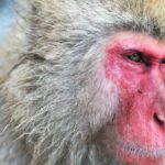 The alluring Japanese Macaque, commonly referred to as Macaque Jepang in Bahasa Indonesia.