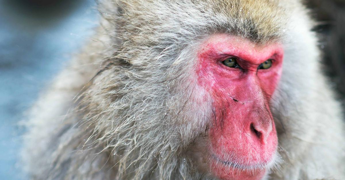 Photograph of the unique Japanese Macaque, known scientifically as Macaca fuscata.