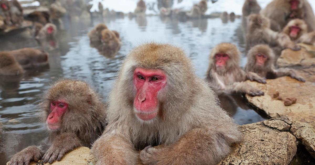 The Japanese Macaque, a species known as Macaca fuscata, in its natural splendor.