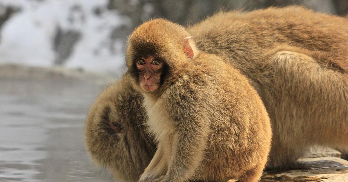 Engaging shot of the Japanese Macaque, recognized in Indonesia as Macaque Jepang.