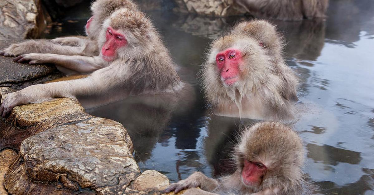 Stunning image of the Japanese Macaque (Macaca fuscata), a wonder in the animal kingdom.