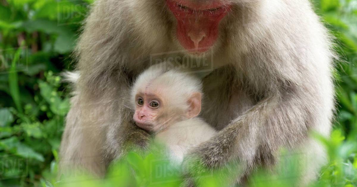 Image of the Japanese Macaque (Macaca fuscata), popular in Indonesia as Macaque Jepang.