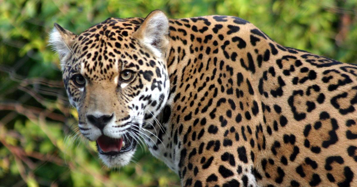 Dynamic image of the Jaguar, popularly known in Indonesia as Macan Tutul.