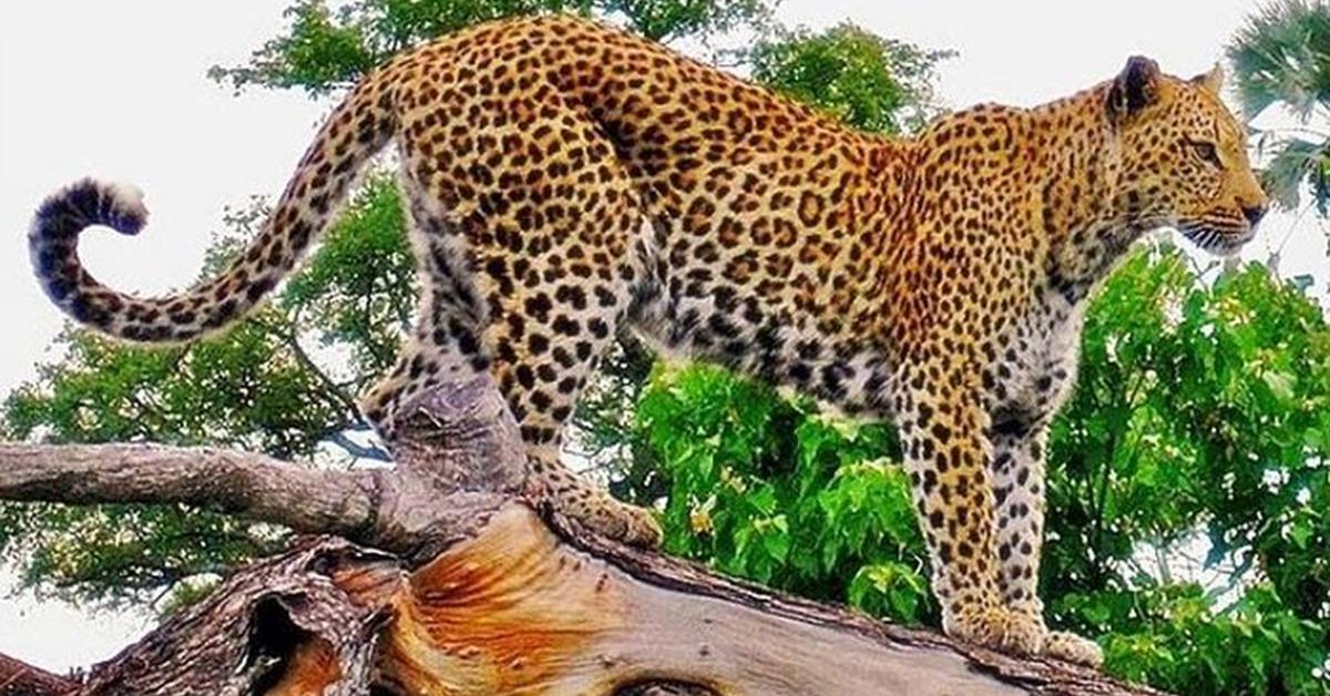 Elegant Jaguar in its natural habitat, called Macan Tutul in Indonesia.