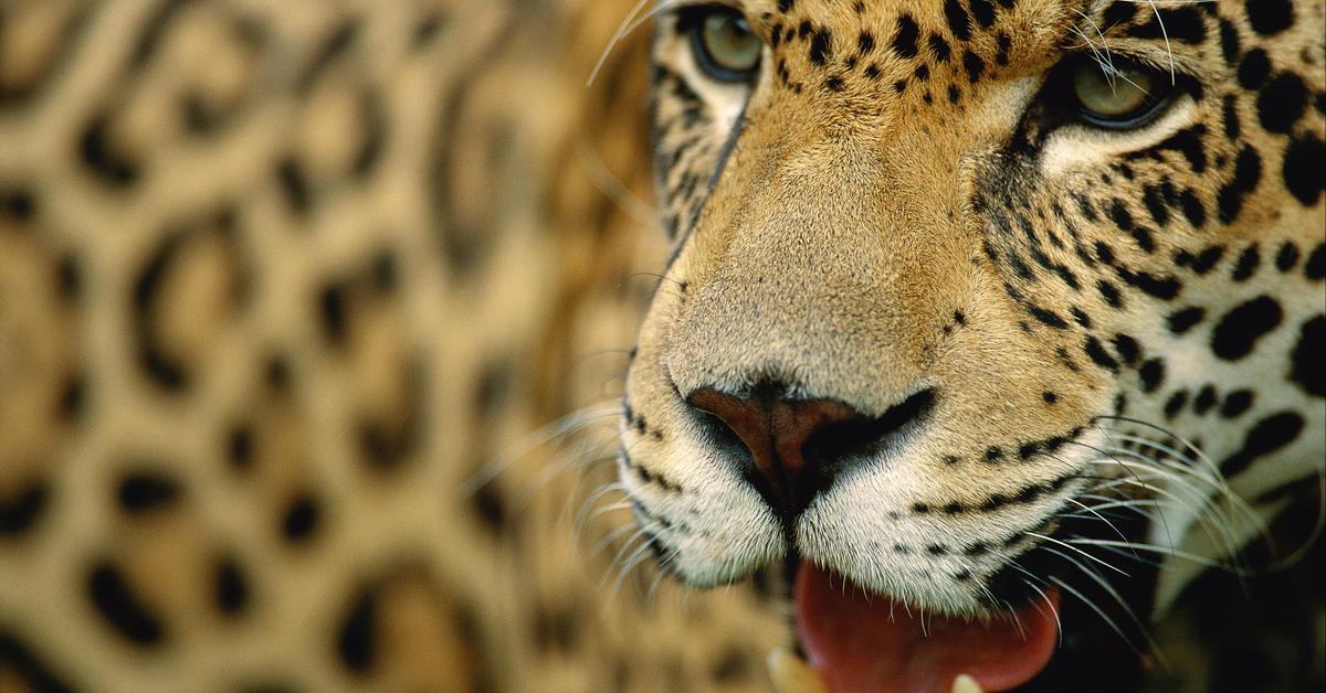 Graceful Jaguar, a creature with the scientific name Panthera onca.