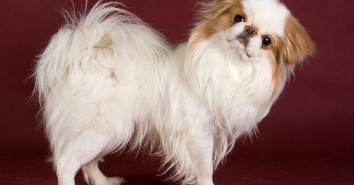 Picture of Japanese Chin, known in Indonesia as Anjing Jepang Chin.