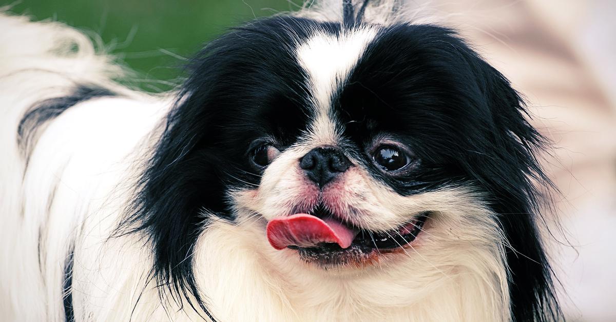 Stunning depiction of Japanese Chin, also referred to as Canis lupus.