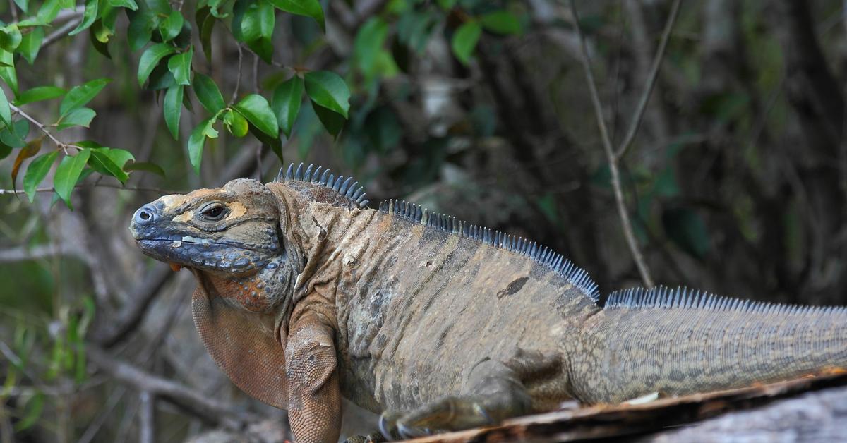 Enchanting Jamaican Iguana, a species scientifically known as Cyclura collei.