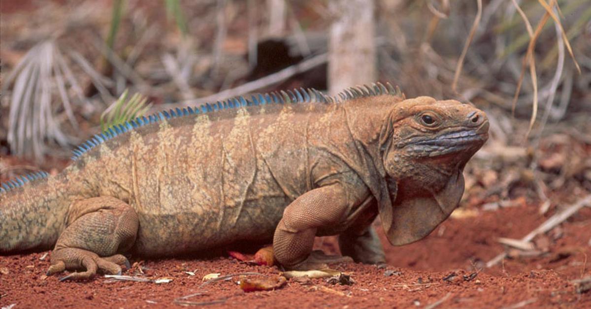 Vibrant snapshot of the Jamaican Iguana, commonly referred to as Iguana Jamaika in Indonesia.