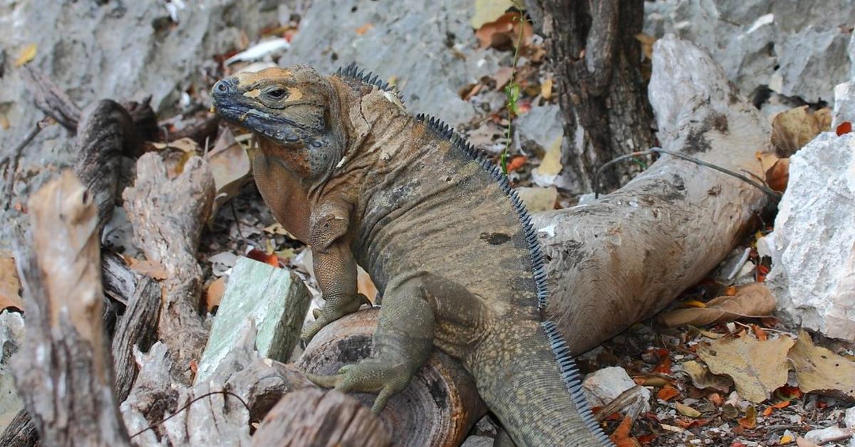 Captivating view of the Jamaican Iguana, known in Bahasa Indonesia as Iguana Jamaika.