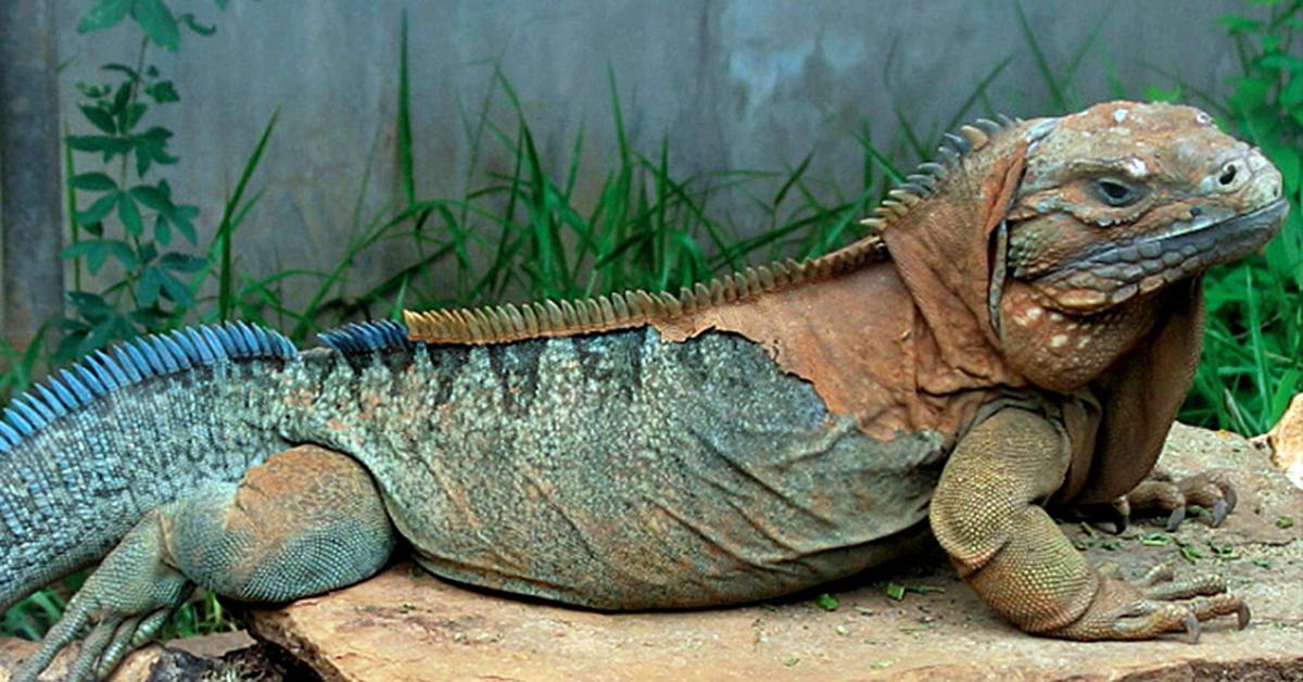 Natural elegance of the Jamaican Iguana, scientifically termed Cyclura collei.