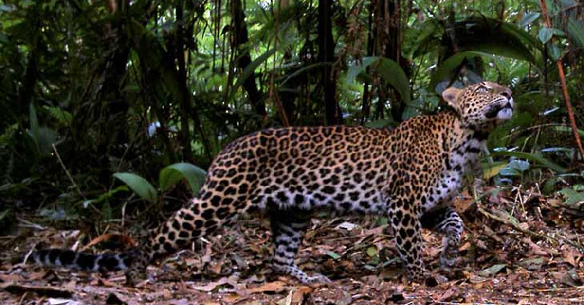 Portrait of a Javan Leopard, a creature known scientifically as Panthera pardus melas.