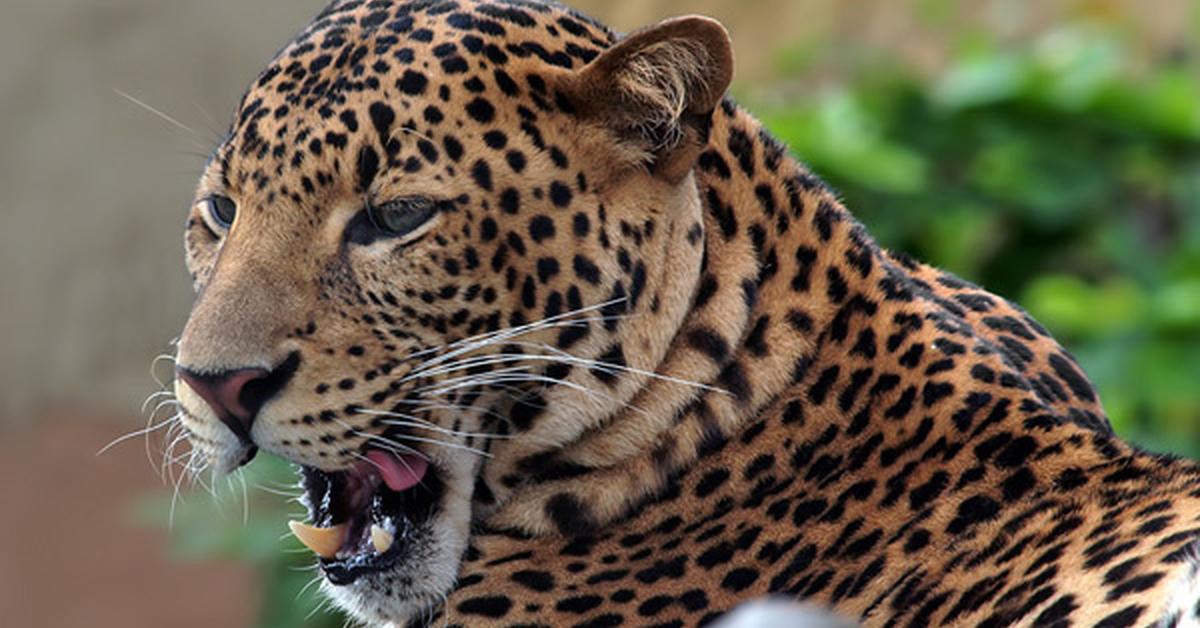 Close encounter with the Javan Leopard, scientifically called Panthera pardus melas.