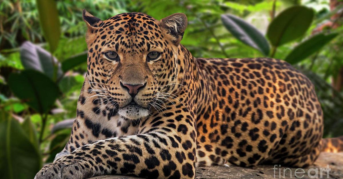 Snapshot of the intriguing Javan Leopard, scientifically named Panthera pardus melas.