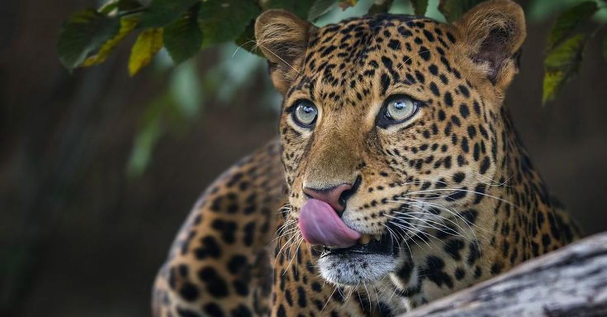 Distinctive Javan Leopard, in Indonesia known as Macan Tutul Jawa, captured in this image.