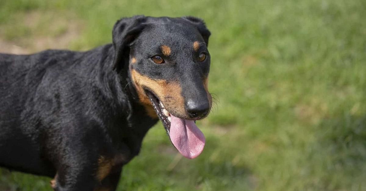 Elegant portrayal of the Jagdterrier, also known as Canis lupus.