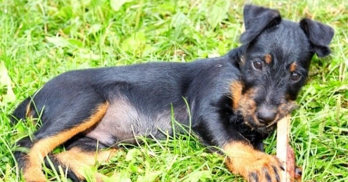 Captivating shot of the Jagdterrier, or Anjing Jagdterrier in Bahasa Indonesia.