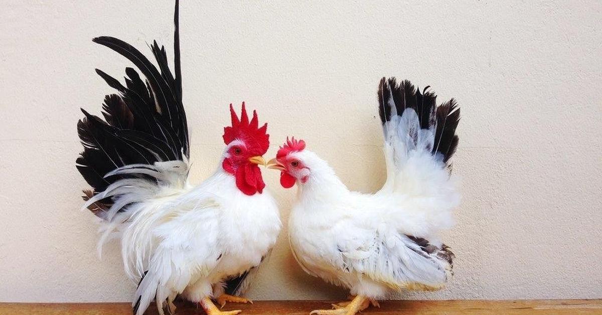 Picture of Japanese Bantam Chicken, known in Indonesia as Ayam Jepang Bantam.