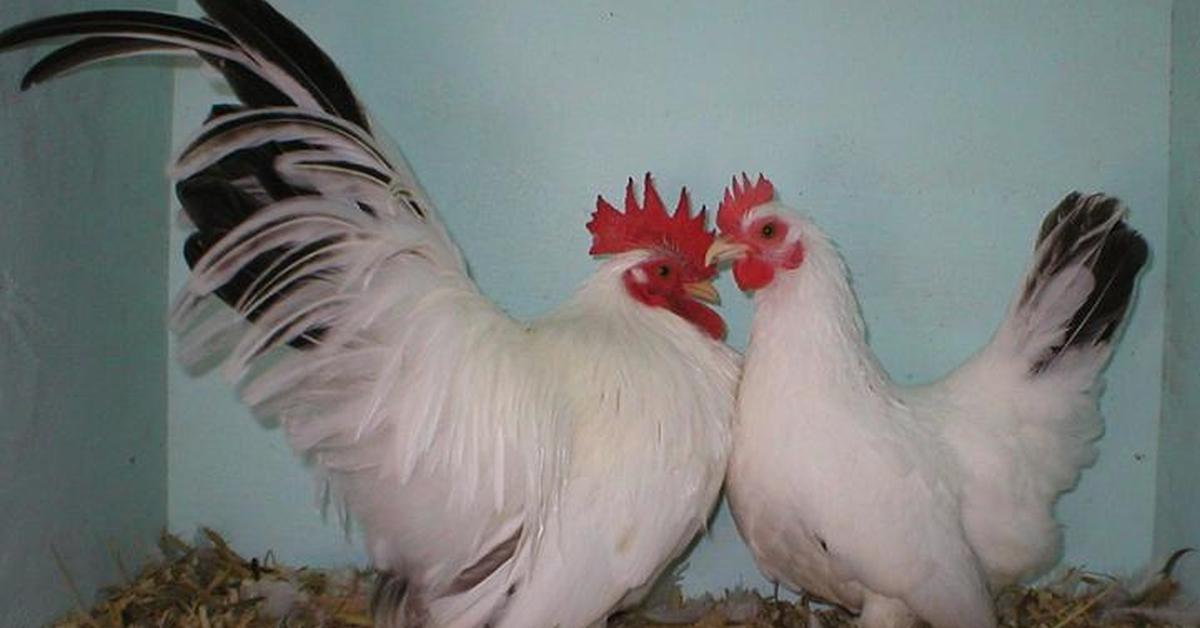 Captivating presence of the Japanese Bantam Chicken, a species called Gallus gallus domesticus.