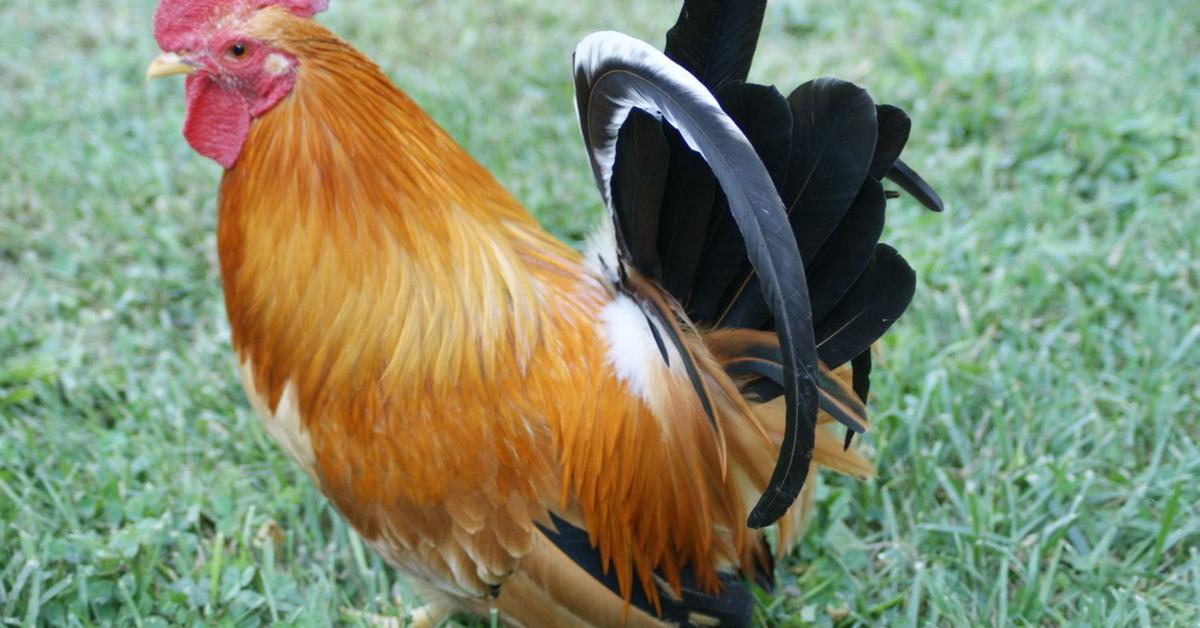 The Japanese Bantam Chicken, a beautiful species also known as Ayam Jepang Bantam in Bahasa Indonesia.