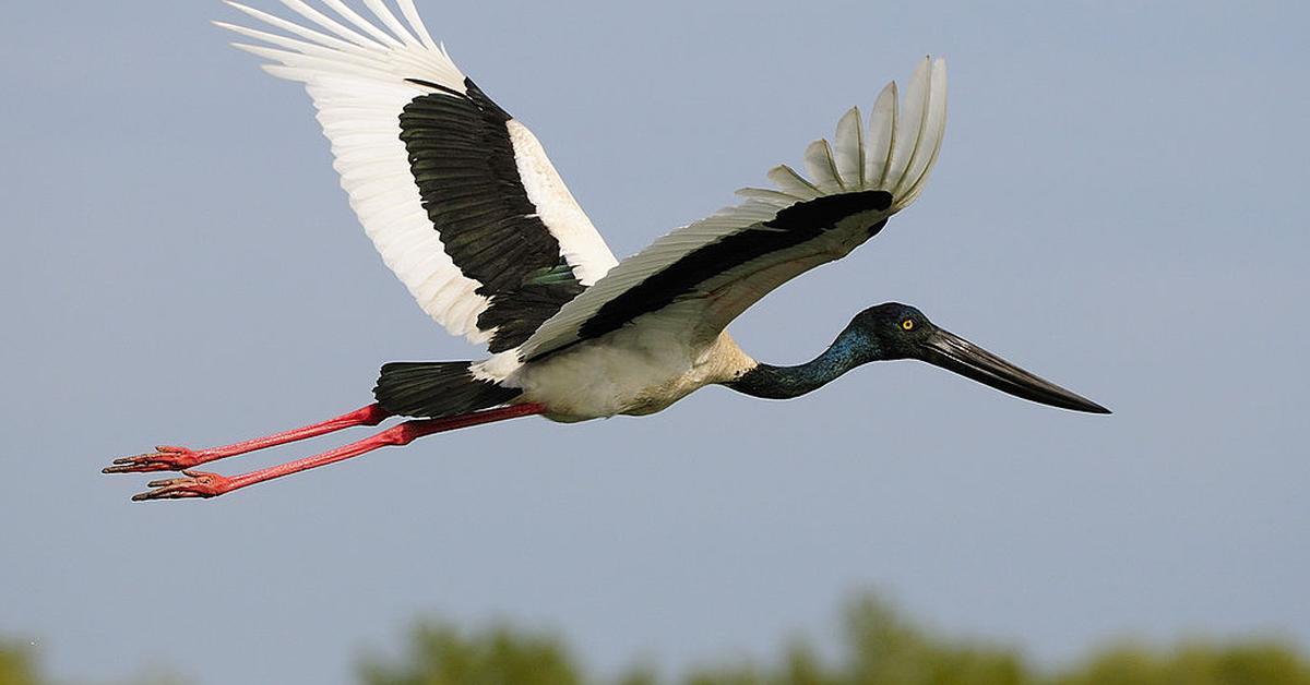 Detailed shot of the Jabiru, or Jabiru mycteria, in its natural setting.