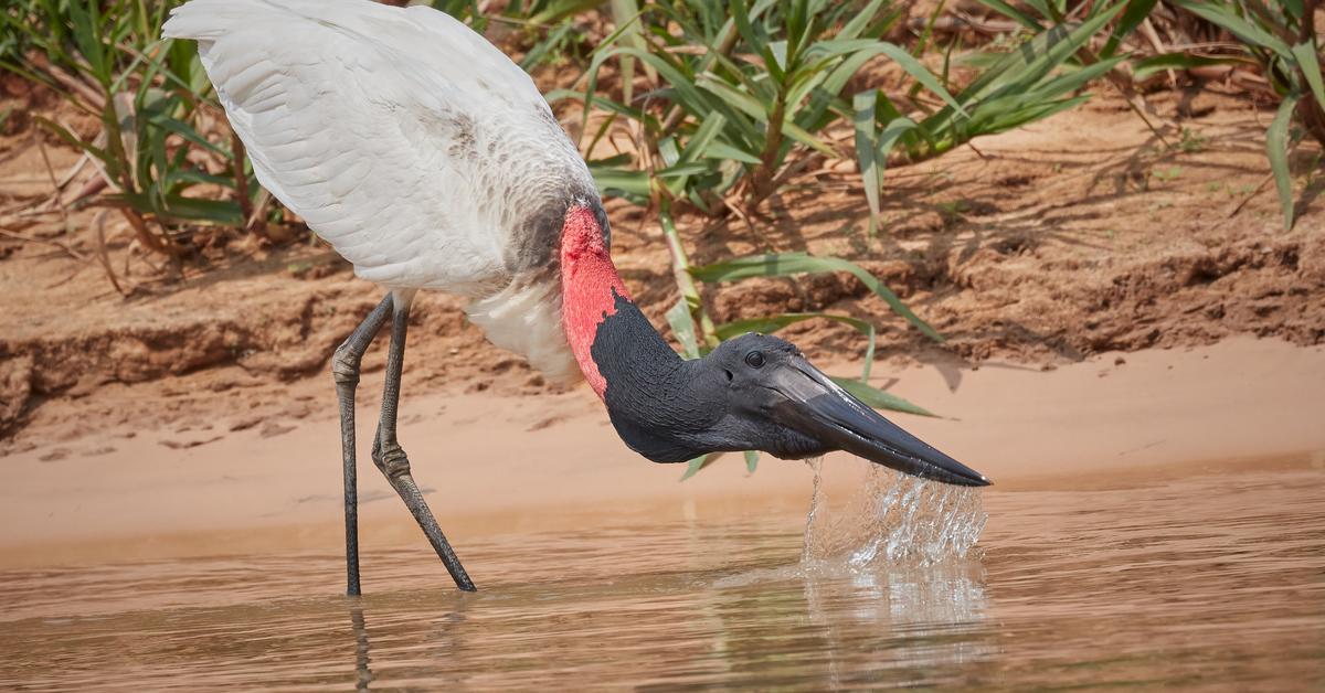 Image showcasing the Jabiru, known in Indonesia as Burung Jabiru.