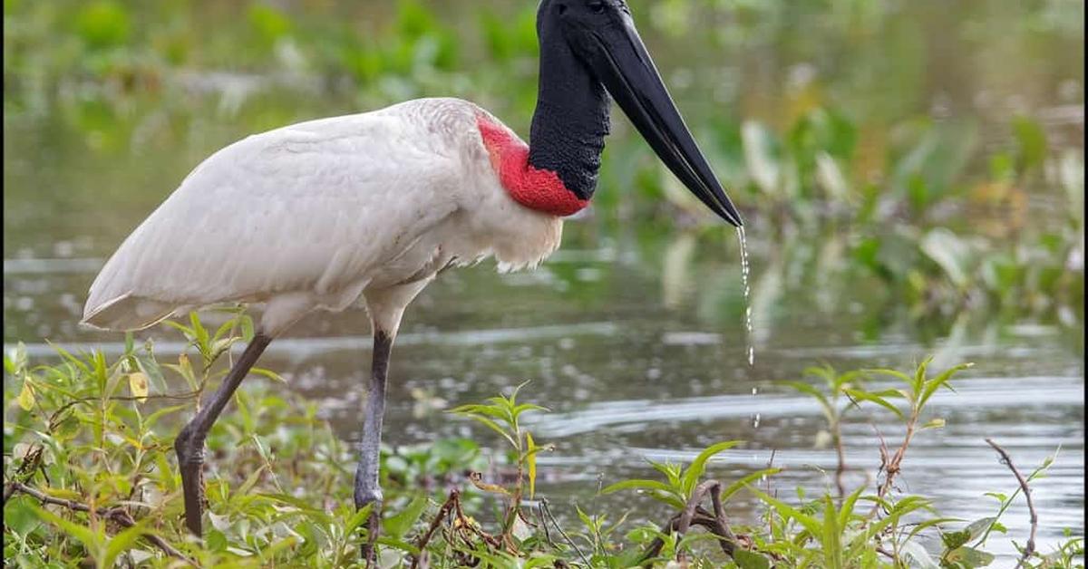 Stunning depiction of Jabiru, also referred to as Jabiru mycteria.