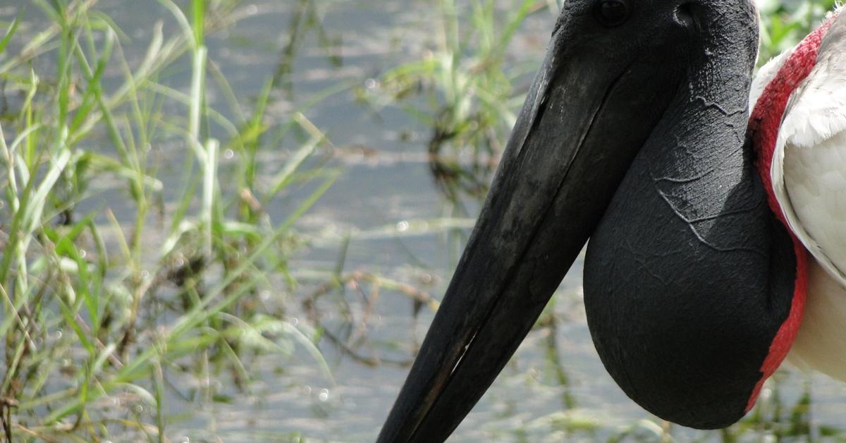 The Jabiru in its natural beauty, locally called Burung Jabiru.