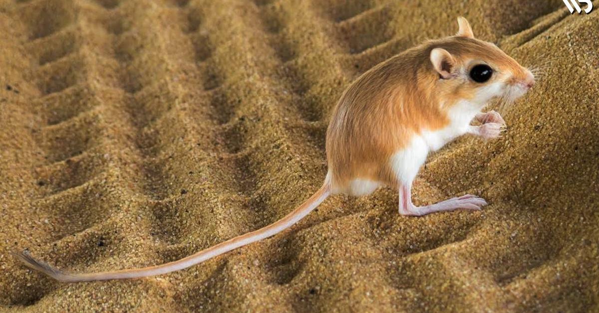 Photogenic Kangaroo Mouse, scientifically referred to as Microdipodops.