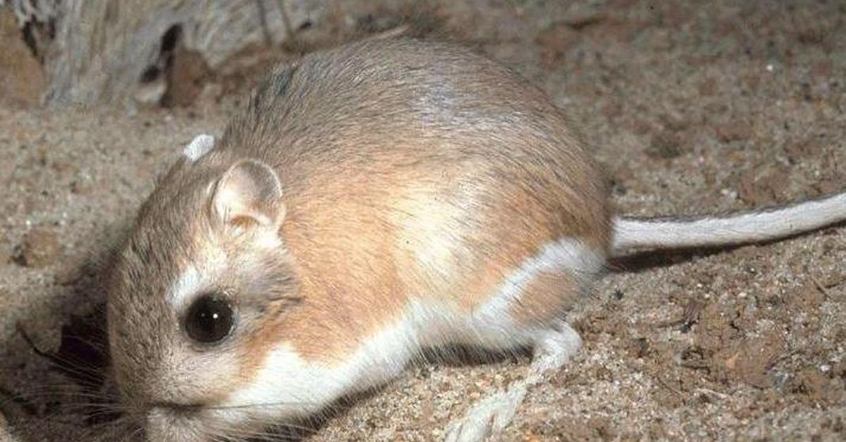 The majestic Kangaroo Mouse, also called Tikus Kanguru in Indonesia, in its glory.