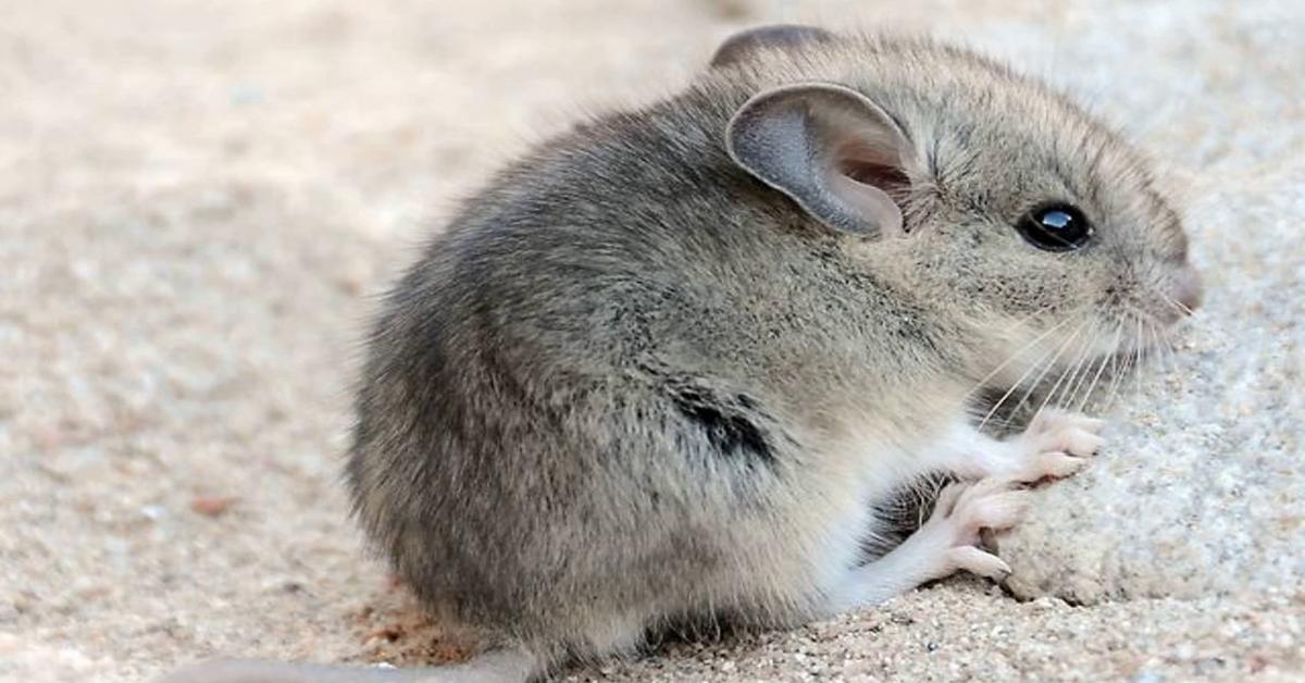 Snapshot of the intriguing Kangaroo Mouse, scientifically named Microdipodops.