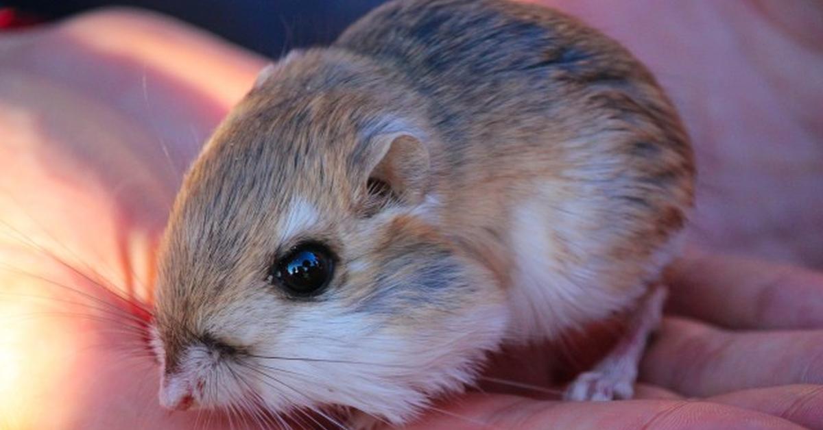 Splendid image of the Kangaroo Mouse, with the scientific name Microdipodops.