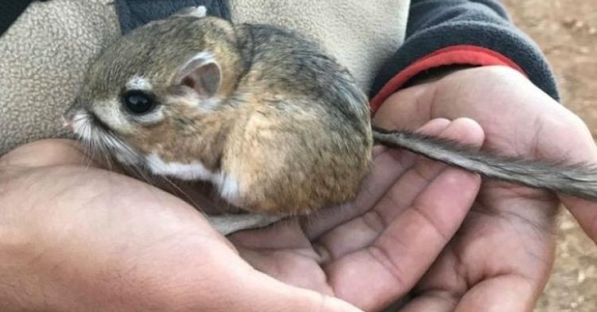 Engaging shot of the Kangaroo Mouse, recognized in Indonesia as Tikus Kanguru.