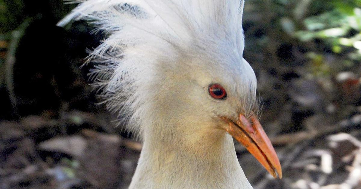 The Kagu, an example of Rhynochetos jubatus, in its natural environment.