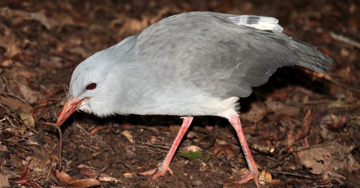 The Kagu, a species known as Rhynochetos jubatus, in its natural splendor.