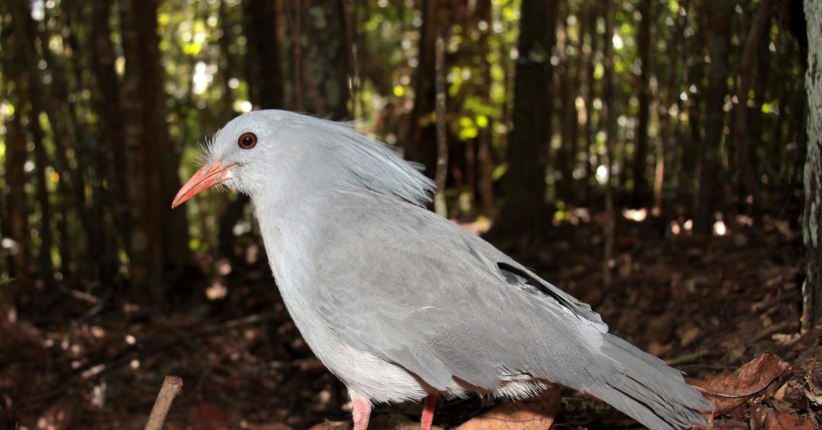 Image showcasing the Kagu, known in Indonesia as Kagu.