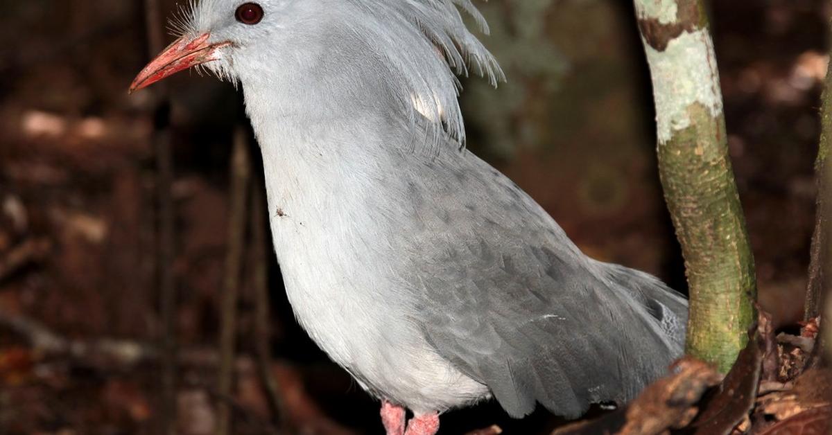 Picture of Kagu, known in Indonesia as Kagu.