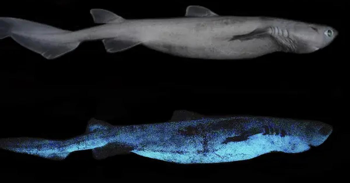 Captured beauty of the Kitefin Shark, or Dalatias licha in the scientific world.