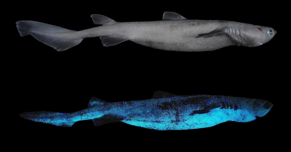 Distinctive Kitefin Shark, in Indonesia known as Hiu Kitefin, captured in this image.