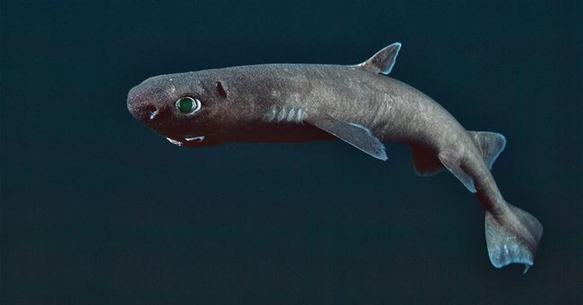 Elegant portrayal of the Kitefin Shark, also known as Dalatias licha.